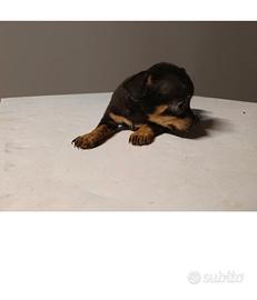 Cani incrocio Pinscher/Chihuahua