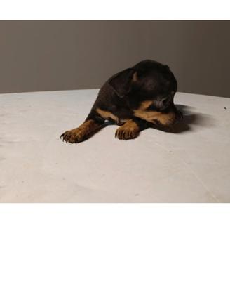 Cani incrocio Pinscher/Chihuahua