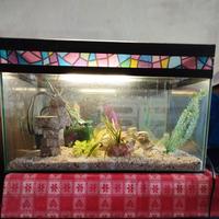 acquario con luce interna