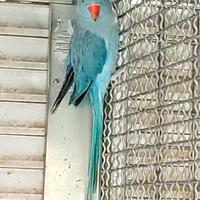 Parrocchetto dal collare