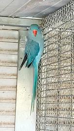 Parrocchetto dal collare