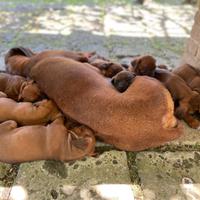Cucciole Rhodesian 5 settimane