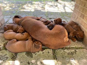 Cucciole Rhodesian 5 settimane