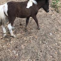 Pony femmina