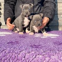 Cuccioli di Amstaff blu