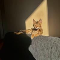 Bengala femmina per accoppiamento