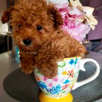 Barboncino Red/fulvo