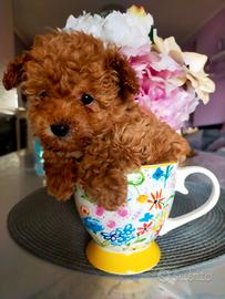 Barboncino Red/fulvo