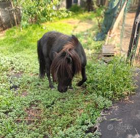 Mini pony