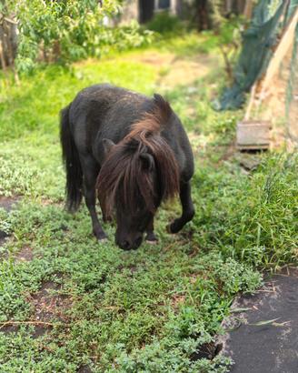 Mini pony