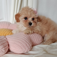 Maltipoo cucciola femminuccia