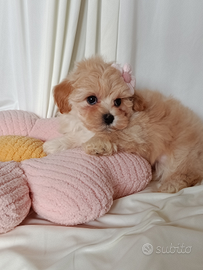 Maltipoo cucciola femminuccia