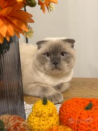 Scottish Fold per monta