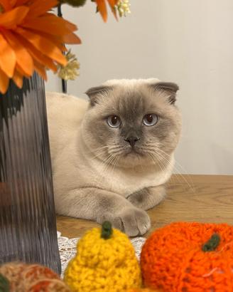 Scottish Fold per monta