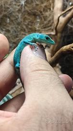 Sauro gastropholis prasina