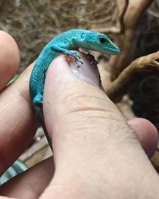Sauro gastropholis prasina