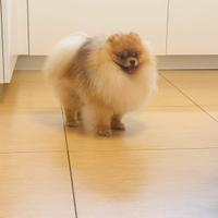 Spitz di Pomerania per monta
