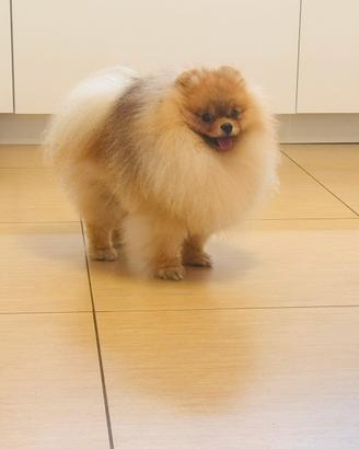Spitz di Pomerania per monta