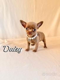 Chihuahua femmina con pedigree enci