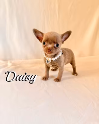 Chihuahua femmina con pedigree enci
