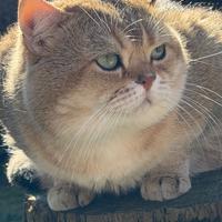 Gatto scottish straight per monta