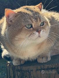 Gatto scottish straight per monta