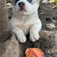 Cuccioli di husky
