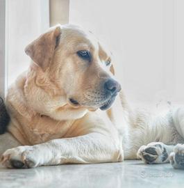 Cuccioli di Labrador retriver