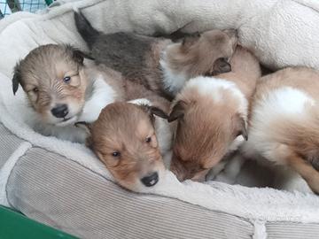 Cuccioli pastore scozzese a pelo lungo collie