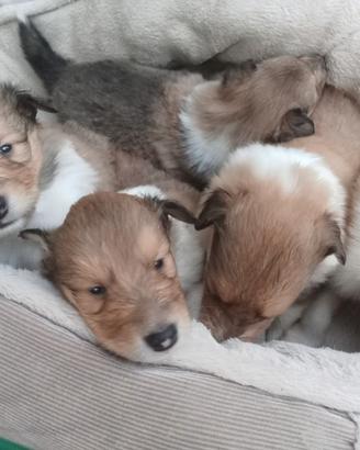 Cuccioli pastore scozzese a pelo lungo collie