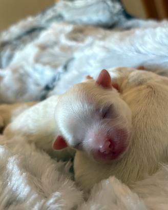 Maltese