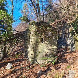 Terreno con pineta e cascinale