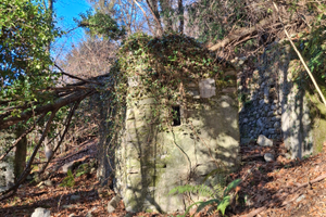 Terreno con pineta e cascinale