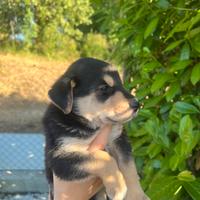 Cuccioli di cane