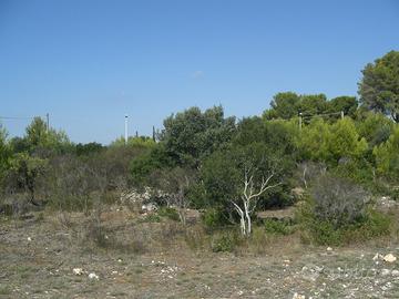 Terreno Edificabile Comune Avetrana (TA)