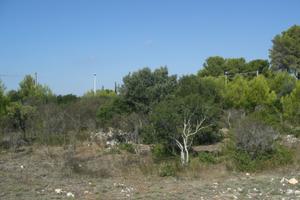 Terreno Edificabile Comune Avetrana (TA)