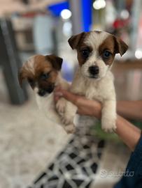Cuccioli Jeak