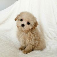 MALTIPO - MALTIPOO CUCCIOLI pag in 12 mesi