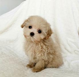 MALTIPO - MALTIPOO CUCCIOLI pag in 12 mesi