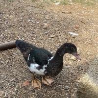 Anatre mute nate i primi di dicembre