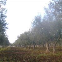 Terreno agricolo - Uliveto - seminativo - Vigneto