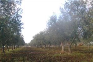 Terreno agricolo - Uliveto - seminativo - Vigneto
