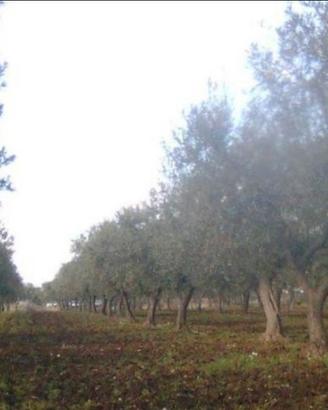Terreno agricolo - Uliveto - seminativo - Vigneto