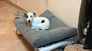 Stupendo Jack Russell, tricolore, ti aspetta