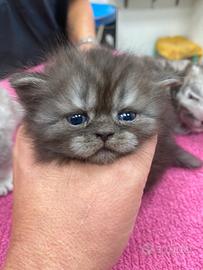 Cuccioli gatti