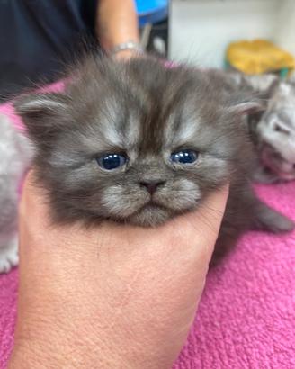 Cuccioli gatti