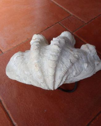 Conchiglia di Tridacna naturale, lunghezza cm 27