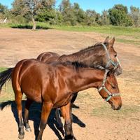 Puledro quarter horse 2 anni doc APA