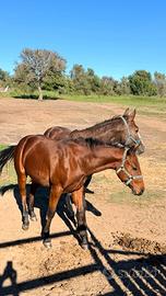Puledro quarter horse 2 anni doc APA