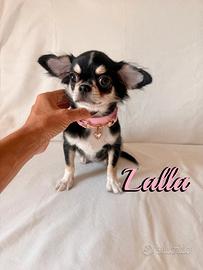 Chihuahua femmina a pelo lungo con pedigree